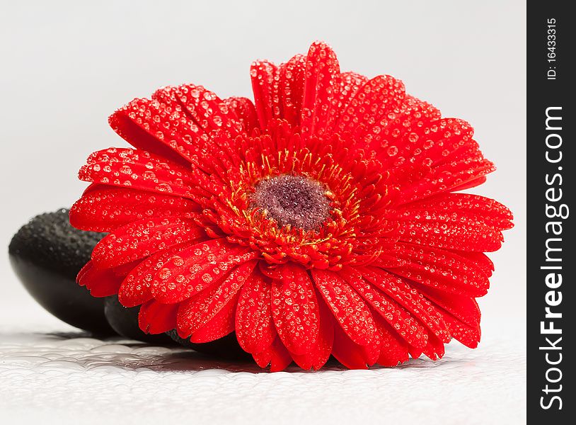 Red gerber daisy and pebbles isolated on white - spa concept