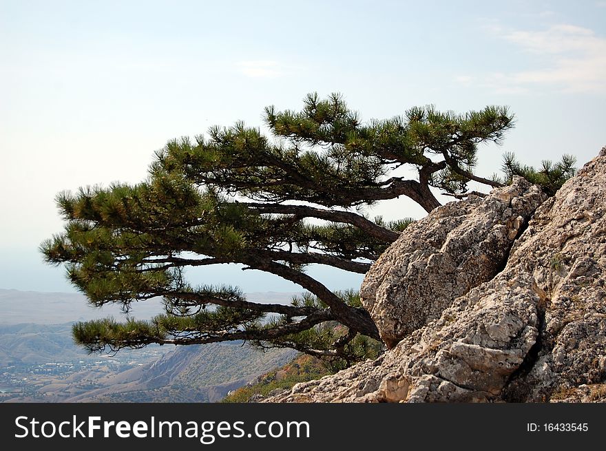 Pine Tree In Mountains