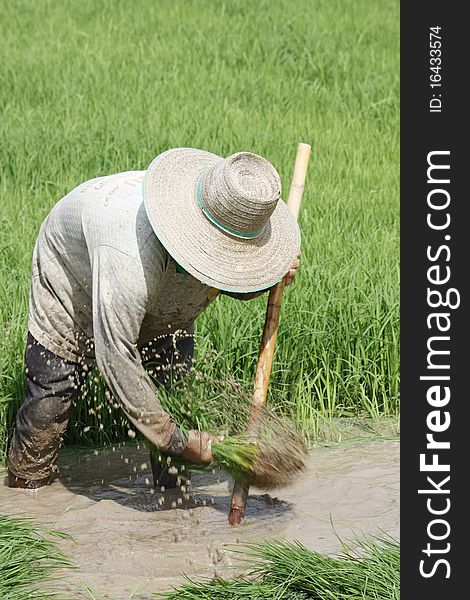 Rice seedlings to help us on to the next Dmnr. Rice seedlings to help us on to the next Dmnr.