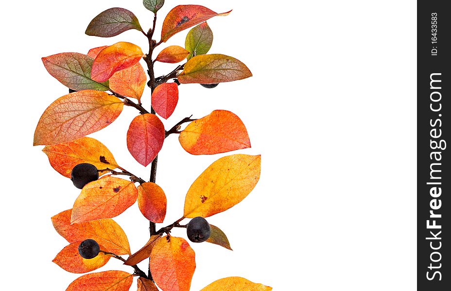 Red-yellow leaves and berries on a white background. Red-yellow leaves and berries on a white background