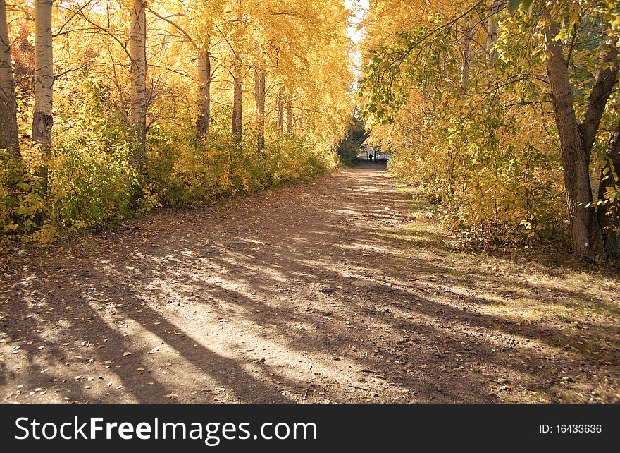 Autumn landscape: the park's walkway with tall poplars
