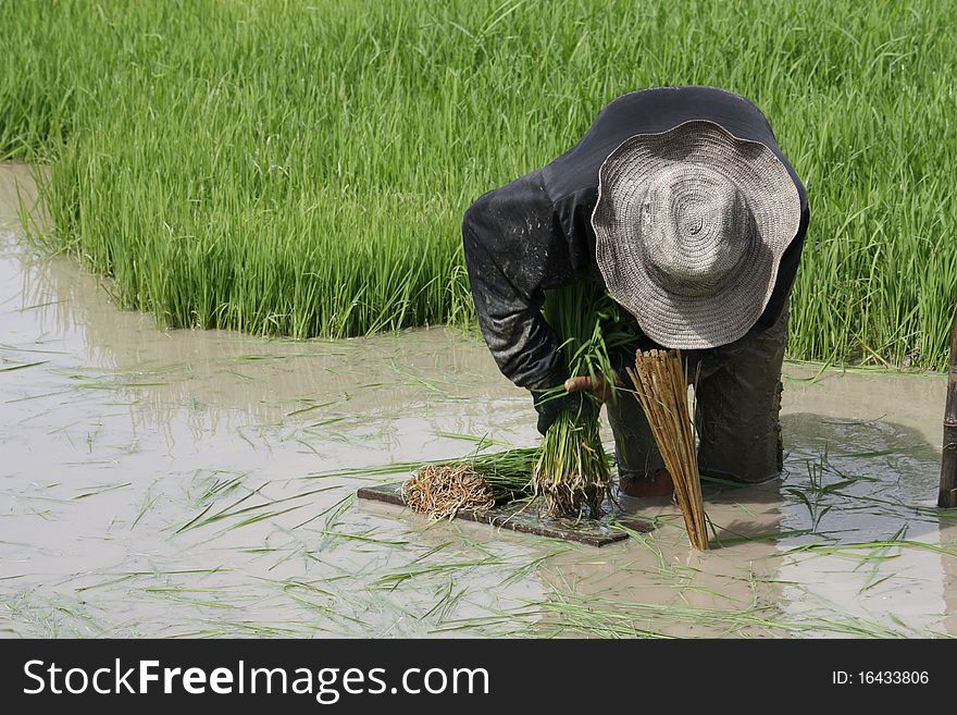 Rice seedlings to help us on to the next Dmnr. Rice seedlings to help us on to the next Dmnr.