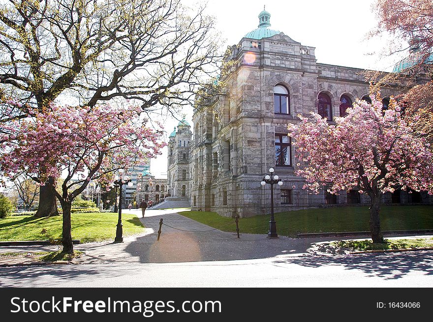 Canada parliament building in spring time, cherry blooming infort.