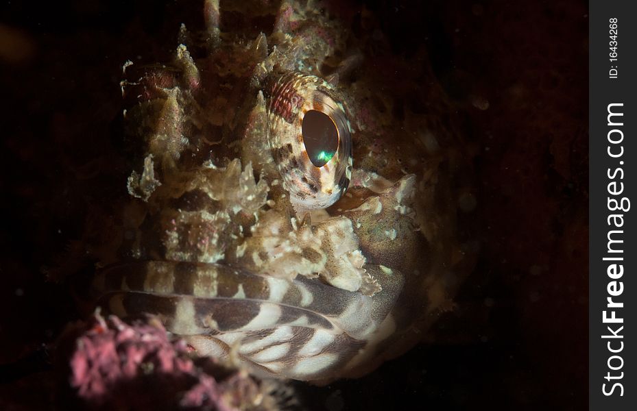 Dwarf Scorpionfish on a reef New Zealand. Dwarf Scorpionfish on a reef New Zealand