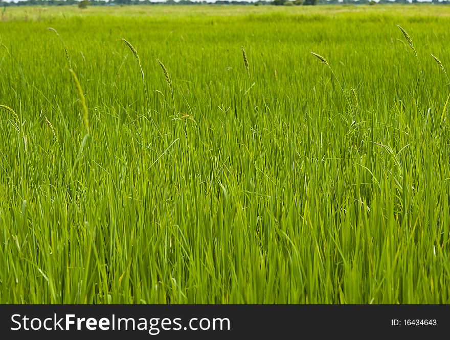Paddy rice in field, Bangkok Thailand. Paddy rice in field, Bangkok Thailand