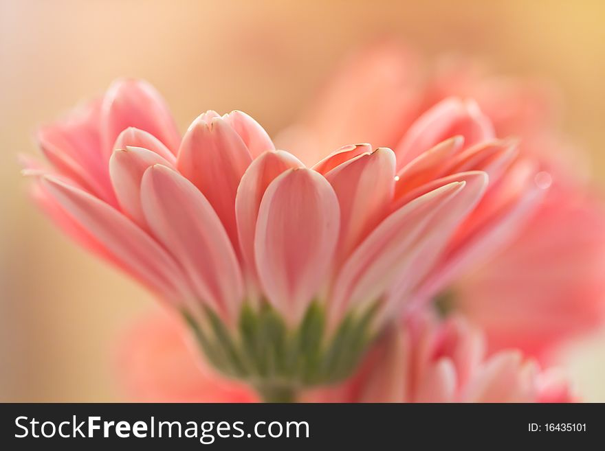 Three Pink Gerberas With ribbon