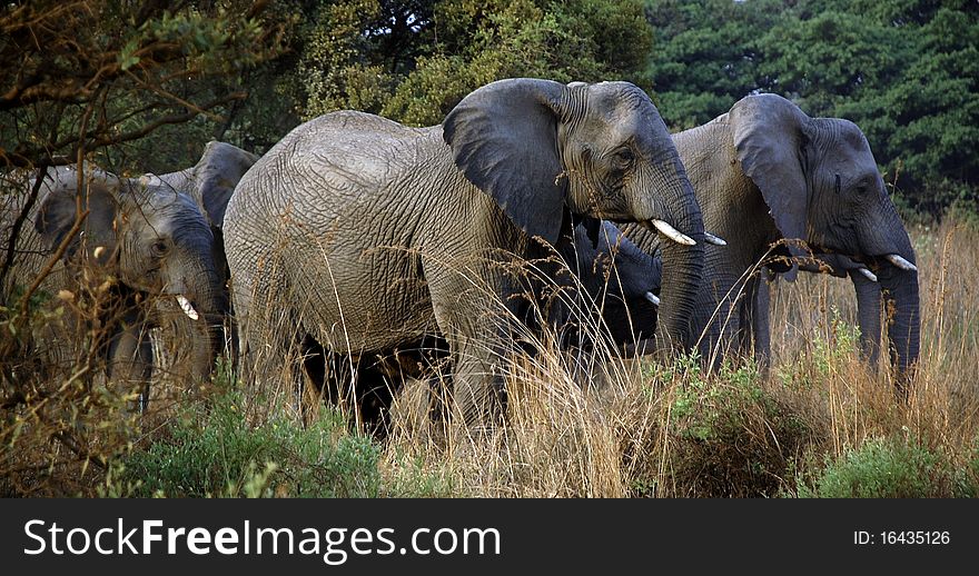 Herd of Elephants in the Bush of Pretoria, South Africa