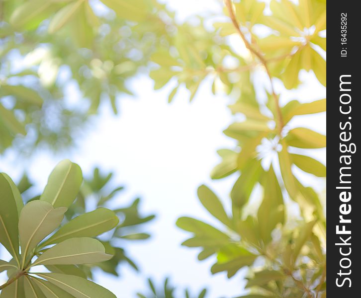 Green leaves with burry background