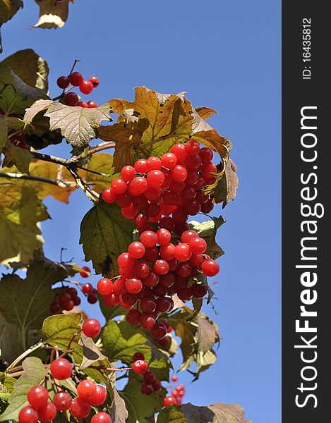 Branch of ripe red viburnum berries in autumn. Branch of ripe red viburnum berries in autumn