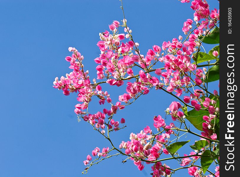 Colorful pink flower with blue sky