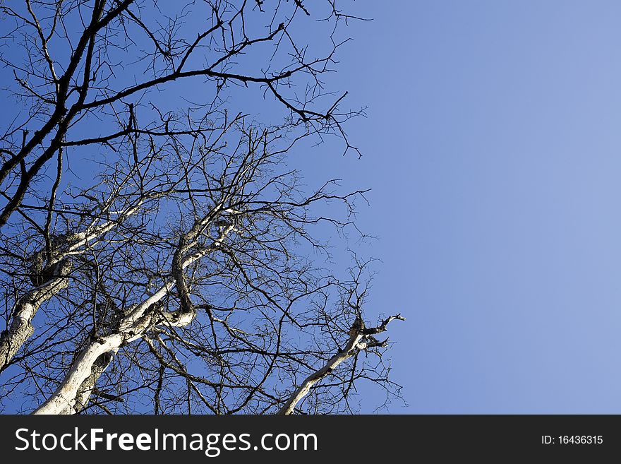 Bare tree branch and sky at autumn. Bare tree branch and sky at autumn