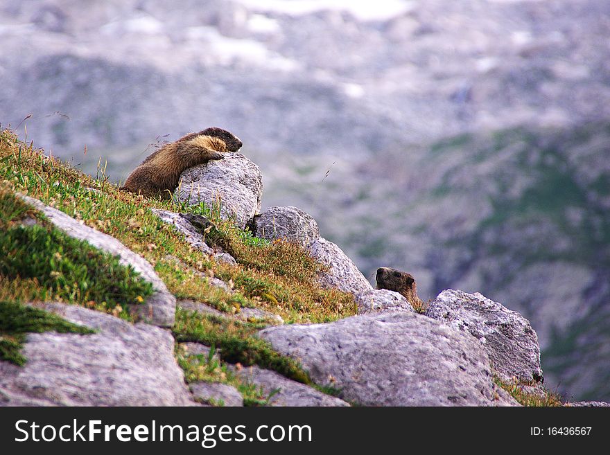 Two Marmots Playing In The Rocks