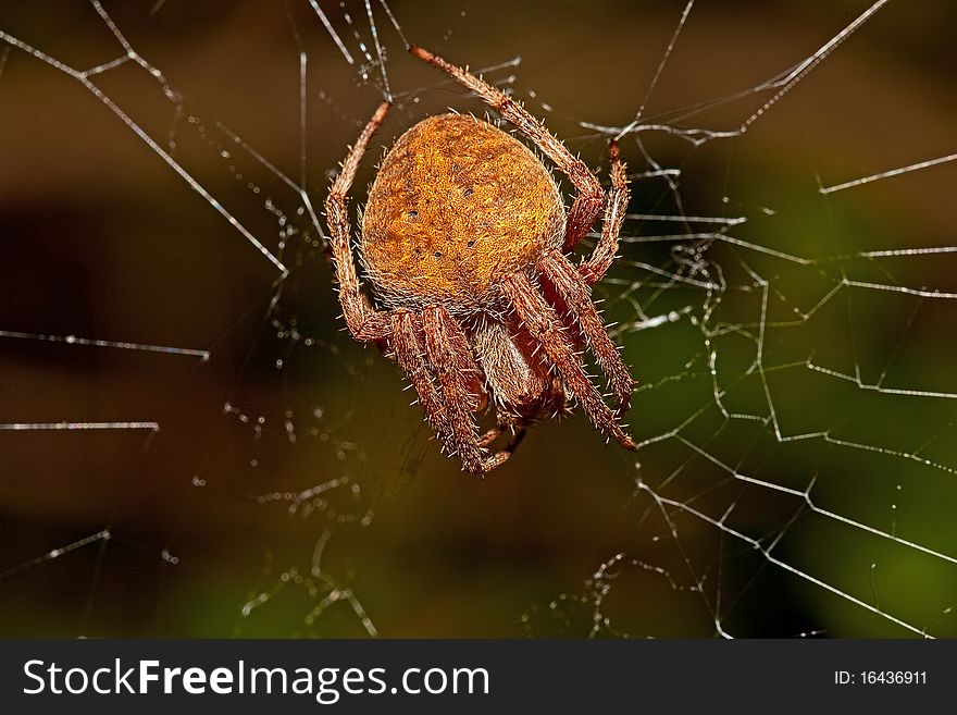 Large garden orb spider on a web isolated with dull green background.