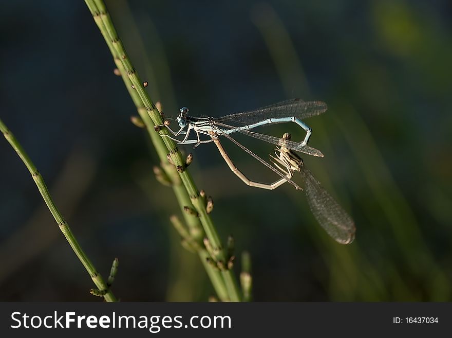 The reproduction of dragonflies over a pond. The reproduction of dragonflies over a pond
