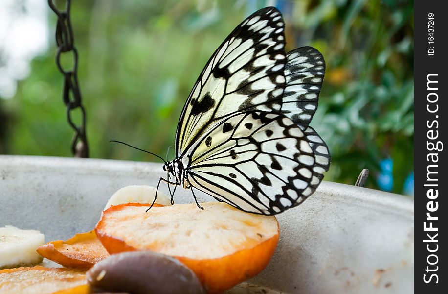 White Tree Nymph butterfly feeding on apple in captivity.
