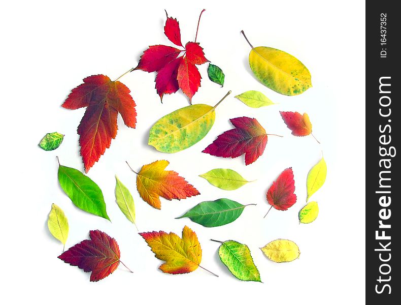Yellow autumn leaves on a white background(11).jpg