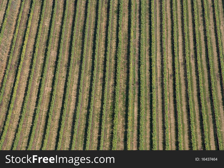 Wine field agriculture from a skyview. Wine field agriculture from a skyview