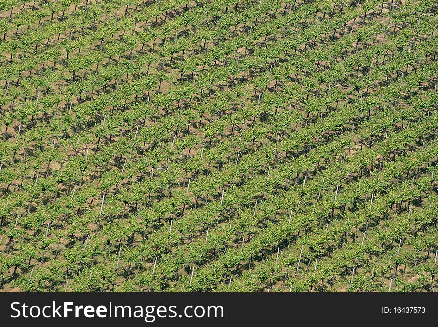 A diagonal view of wine agriculture. A diagonal view of wine agriculture