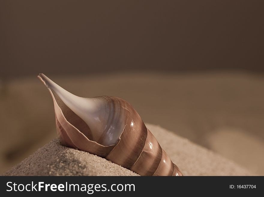 Empty cockleshell on sand, photographing in studio.