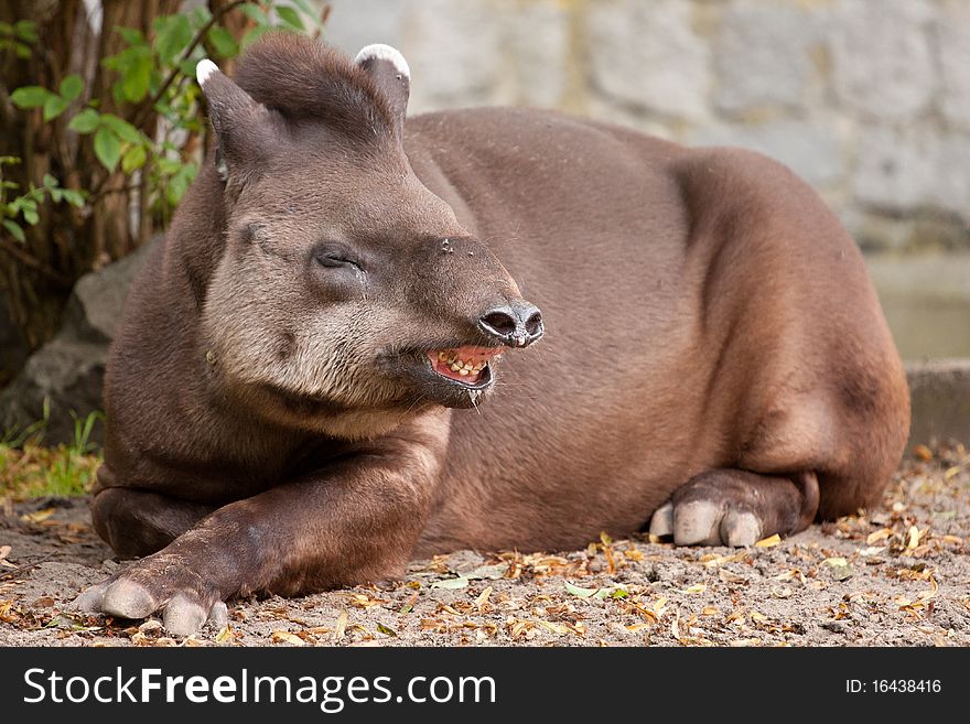 Wild tapir lying on the ground