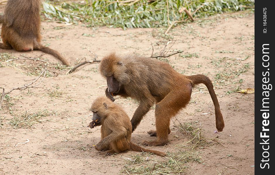 Two funny wild monkeys eating