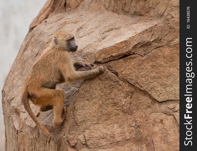Wild monkey on a rock climbs