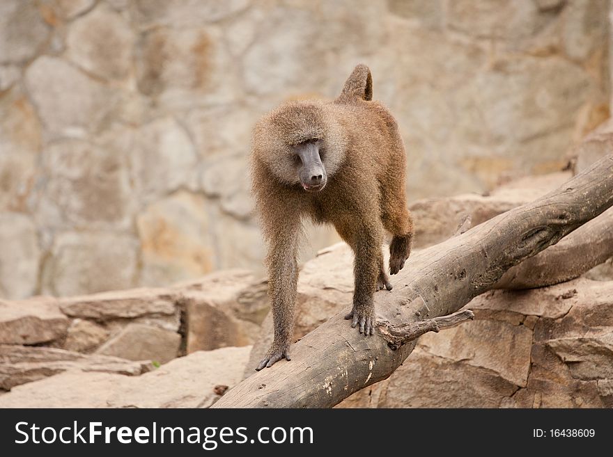 Wild monkey walking on the trunk