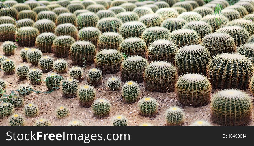 Many cactus in the field