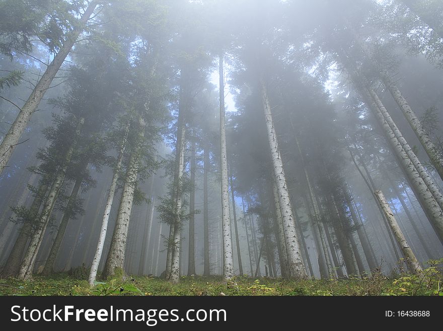 Foggy forest in autumn with tall pines. Foggy forest in autumn with tall pines