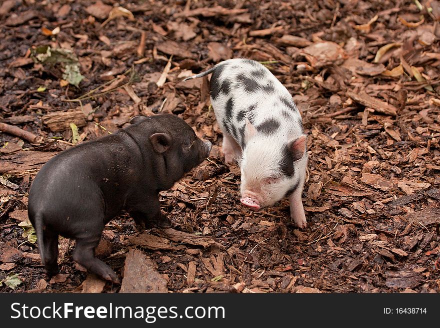 Two funny little hogs having fun