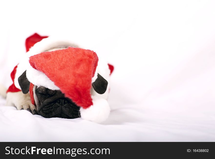 Sleeping Puppy with Santa Claus dress. Sleeping Puppy with Santa Claus dress