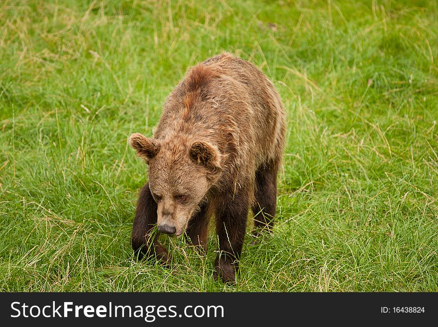 Wild bear walking on the meadow