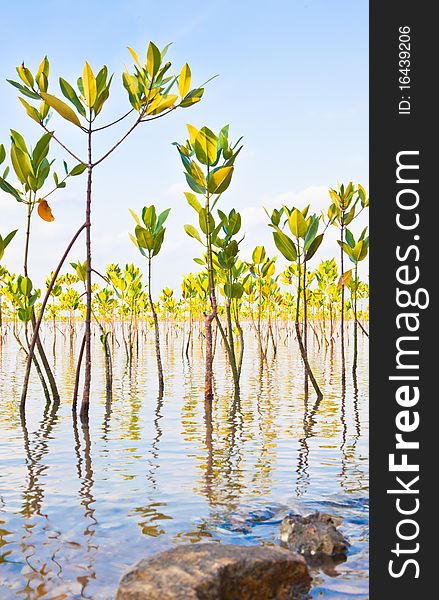 Young mangroves forest