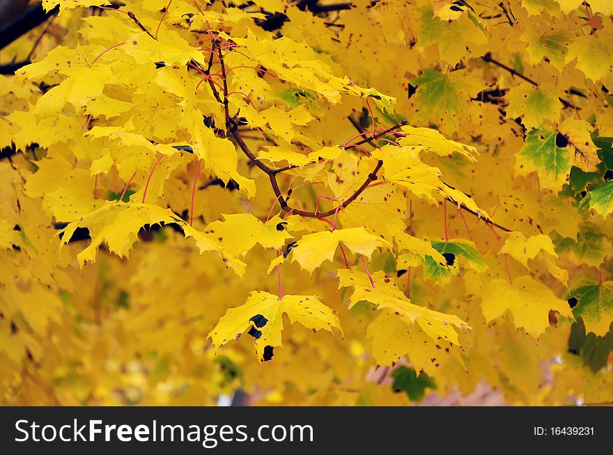 Golden yellow colored foliage in the fall. Toronto, Canada. Golden yellow colored foliage in the fall. Toronto, Canada
