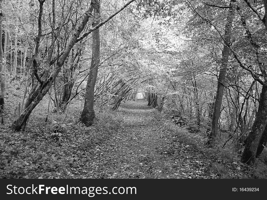 Bare trees and falling leaves seen in this autumnal scene in the pass of Killiecrankie. Bare trees and falling leaves seen in this autumnal scene in the pass of Killiecrankie