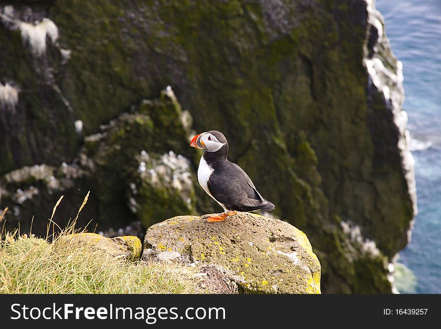 Latrabjarg - Iceland. Puffin On The Rock