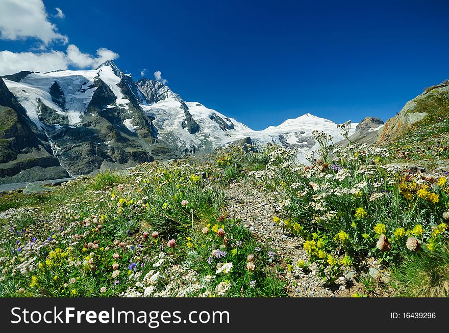 Alpine meadow closeup to the background GroÃŸglockner. Austria