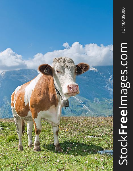 Austrian cow grazing in an alpine meadow, mountains in the background