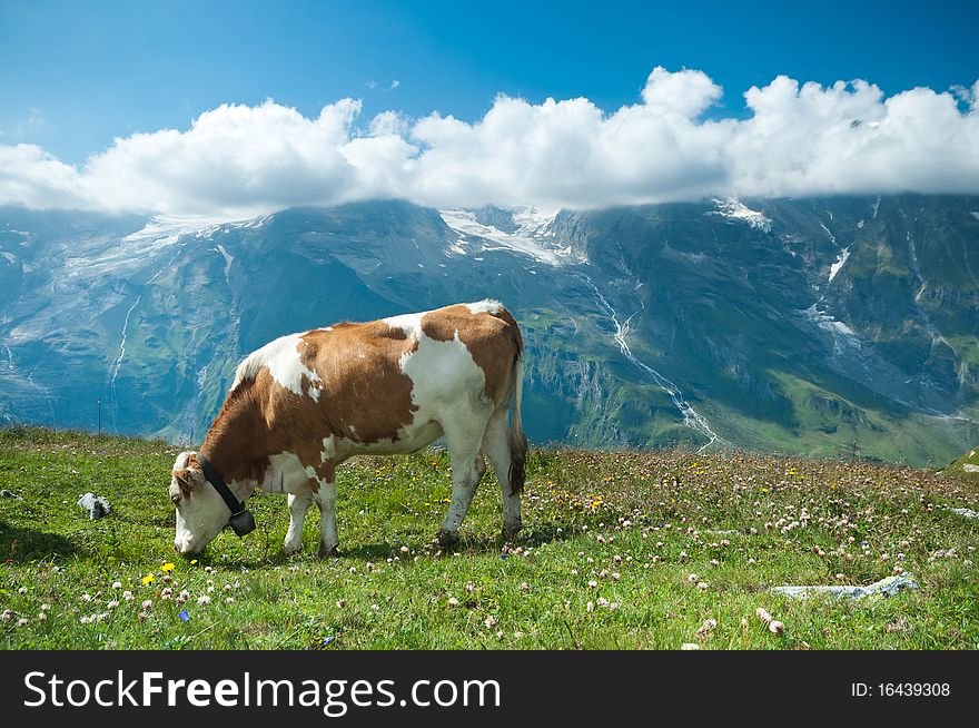 Austrian cow grazing in an alpine meadow, mountains in the background