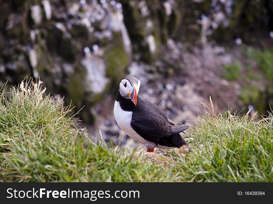 Iceland - Puffin on the green grass. Iceland - Puffin on the green grass.