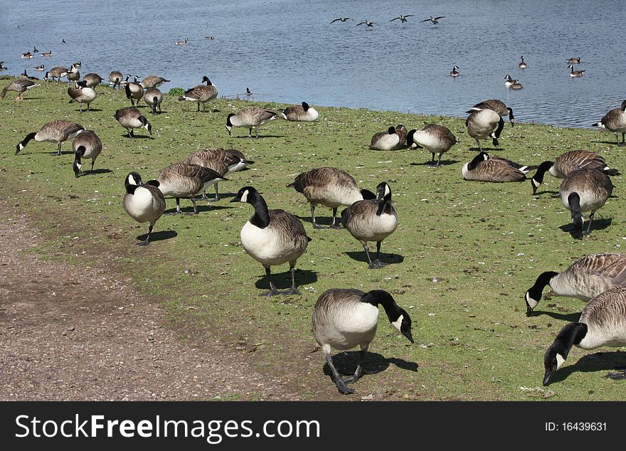 A Flock of Geese at a Lakeside on a Sunny Day. A Flock of Geese at a Lakeside on a Sunny Day.