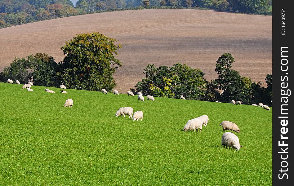 An English Rural Landscape in with Sheep Grazing on Lush Grass. An English Rural Landscape in with Sheep Grazing on Lush Grass