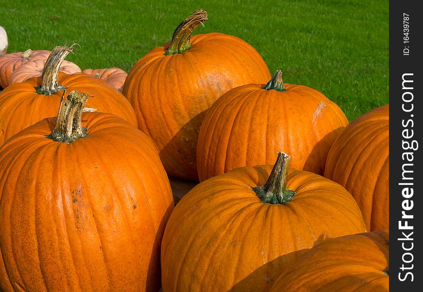 Selection of colorful orange pumpkins for Halloween Scary Jack background. Selection of colorful orange pumpkins for Halloween Scary Jack background