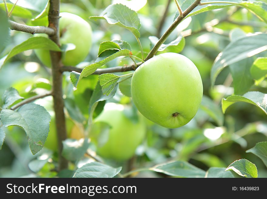 Green Apples On A Branch