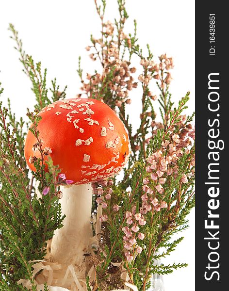 Red amanita with forest plants