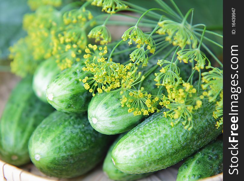 Cucumbers and dill for pickle or marinate