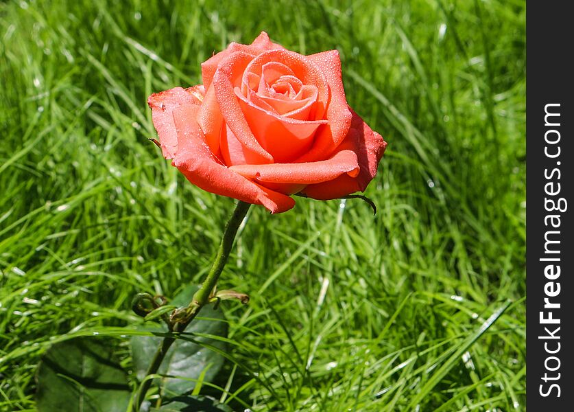 Pink Rose From My Garden