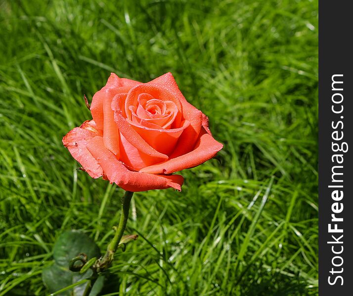 This photo represents pure beauty of nature. Pink rose from my garden, Romania. Thanks!. This photo represents pure beauty of nature. Pink rose from my garden, Romania. Thanks!