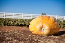 Giant Pumpkin Stock Images