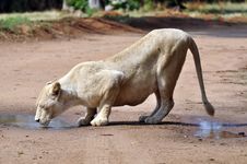 Drinking Lioness Stock Photo